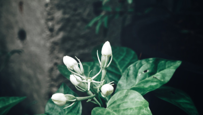 Etnobotanie: planten, mensen en cultuur