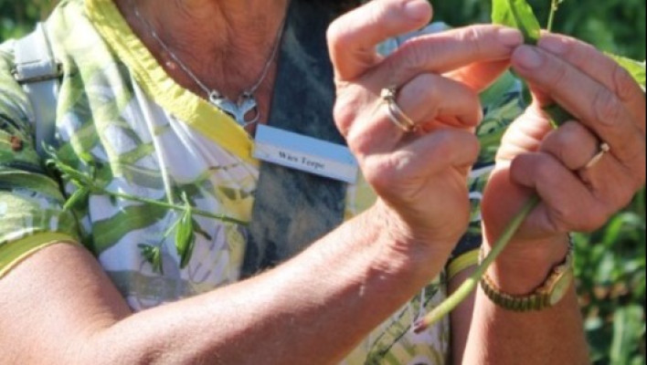 Duik onder in de wondere wereld van de plant