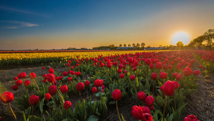 Nederlands NT2 Vergevorderd Plus (C1+)